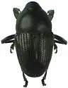 Aulobaris anthracina - Aulobaris anthracina