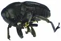Aulobaris anthracina - photo 2