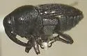Aulobaris naso