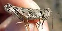 Big-headed Grasshopper - photo 2