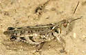 Big-headed Grasshopper - photo 3