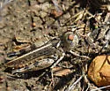 Big-headed Grasshopper - photo 4