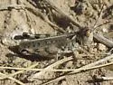 Big-headed Grasshopper - photo 5