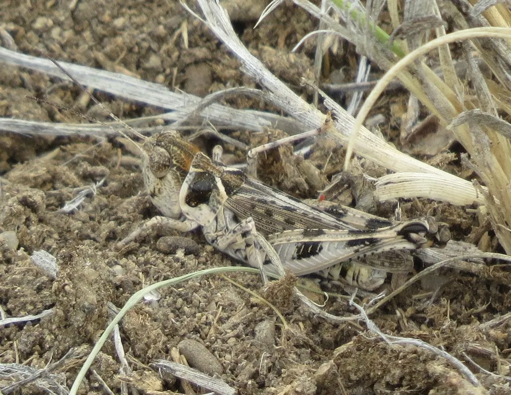 White-crossed Grasshopper - photo 2