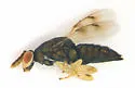 Aulogymnus bouceki
