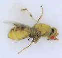 Aulogymnus smithi