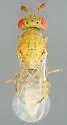 Aulogymnus smithi - photo 2