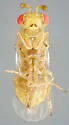 Aulogymnus smithi - photo 3