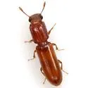 Aulonium ferrugineum