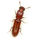 Aulonium ferrugineum - photo 2