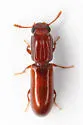 Aulonium ferrugineum - photo 4