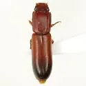 Aulonium tuberculatum - photo 2