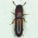 Aulonium tuberculatum - photo 4