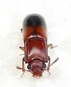 Aulonium tuberculatum - photo 5
