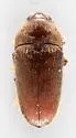 Aulonothroscus convergens