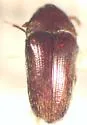 Aulonothroscus convergens - photo 4