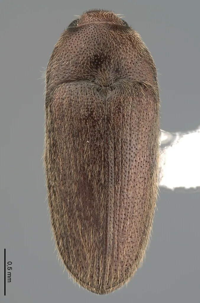 Aulonothroscus distans - photo 2