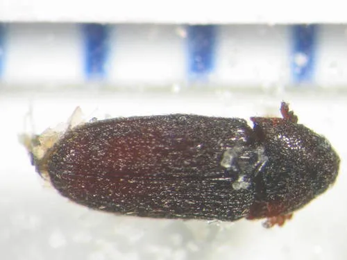 Aulonothroscus elongatus