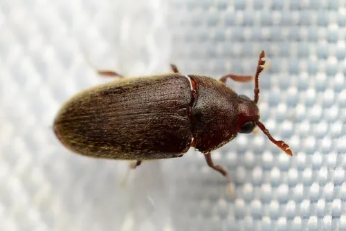 Aulonothroscus koreanus
