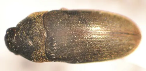 Aulonothroscus laticollis