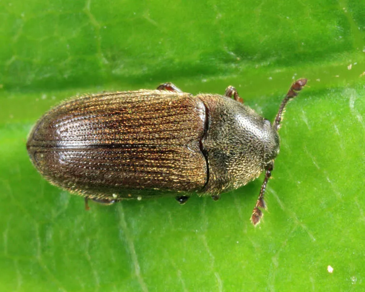 Aulonothroscus punctatus - photo 2