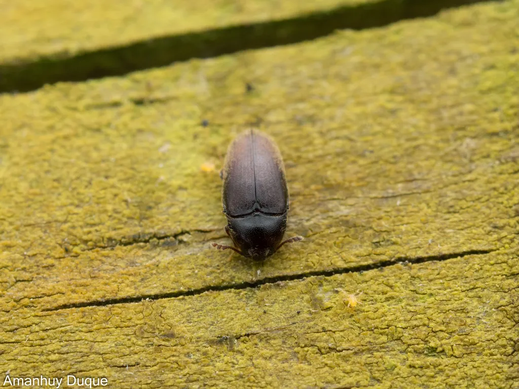 Aulonothroscus tenerifae - photo 2