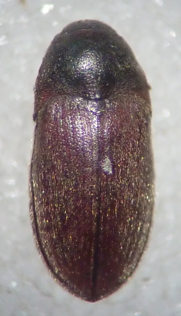 Aulonothroscus validus - photo 2