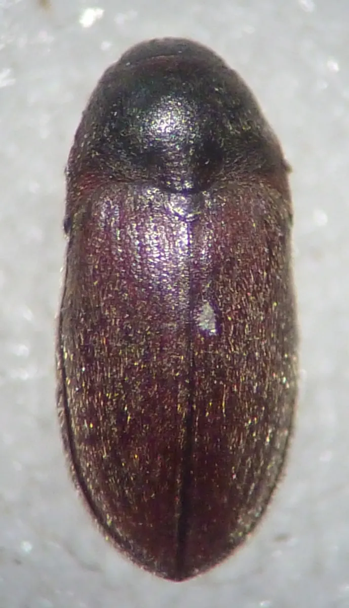 Aulonothroscus validus - photo 3