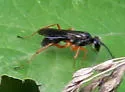 Auplopus adjunctus