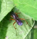 Auplopus adjunctus - photo 2