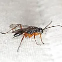Auplopus adjunctus - photo 3