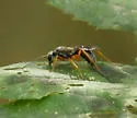 Auplopus adjunctus - photo 4