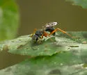 Auplopus adjunctus - photo 5
