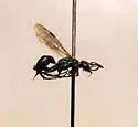 Auplopus caerulescens