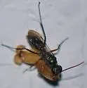 Auplopus caerulescens - photo 2