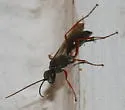 Auplopus mollis - photo 2