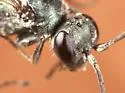 Auplopus nigrellus - photo 2
