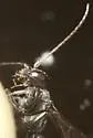 Auplopus nigrellus - photo 3