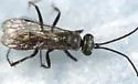 Auplopus nigrellus - photo 4