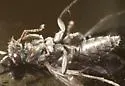 Auplopus nigrellus - photo 5
