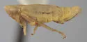 Auridius auratus