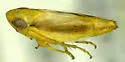 Auridius cosmeticus