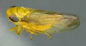 Auridius cosmeticus - photo 2
