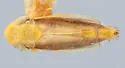 Auridius cosmeticus - photo 4