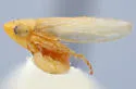 Auridius helvus