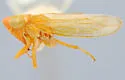 Auridius safra