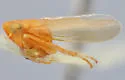 Auridius sandaraca