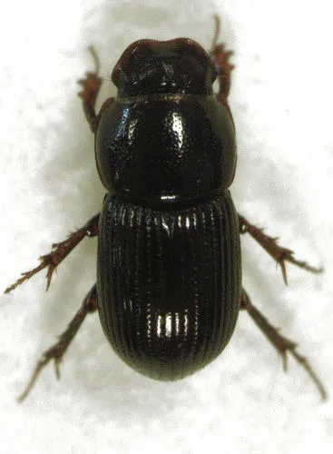 Australaphodius frenchi - Australaphodius frenchi
