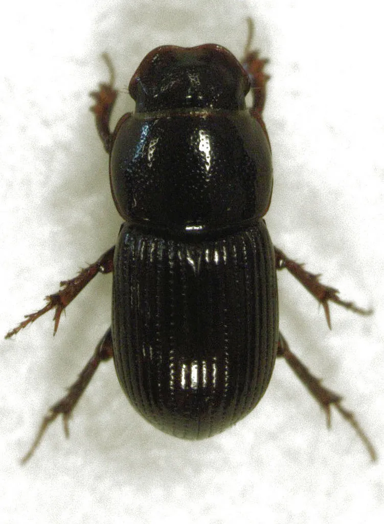 Australaphodius frenchi - photo 2