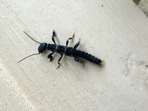 Australembiidae - Australembiidae